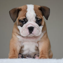 💎 HENRY - $3000