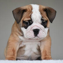 💎 HENRY - $3000
