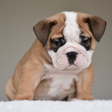 💎 HENRY - $3000