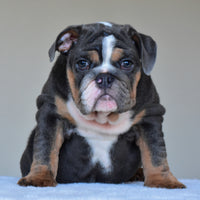 HUGO (BOY)