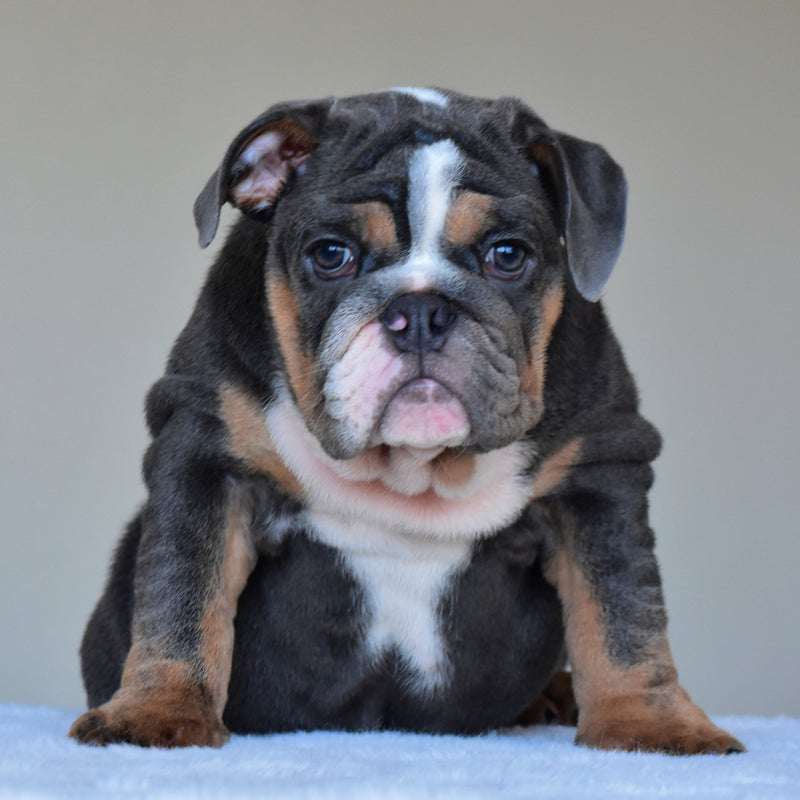 HUGO (BOY)