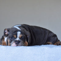 HUGO (BOY)