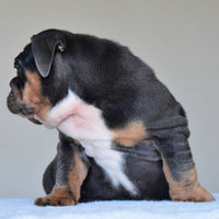 HUGO (BOY)
