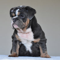 HUGO (BOY)