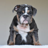 HUGO (BOY)