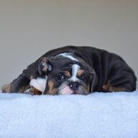 HUGO (BOY)