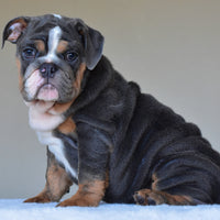 HUGO (BOY)
