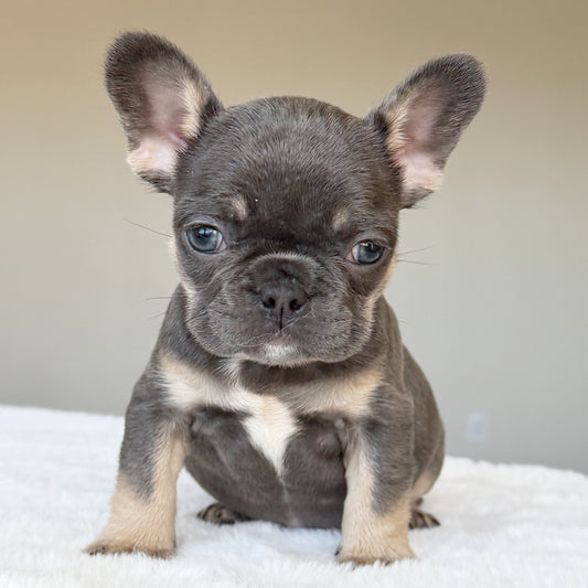 MILA  (GIRL ) French Bulldog