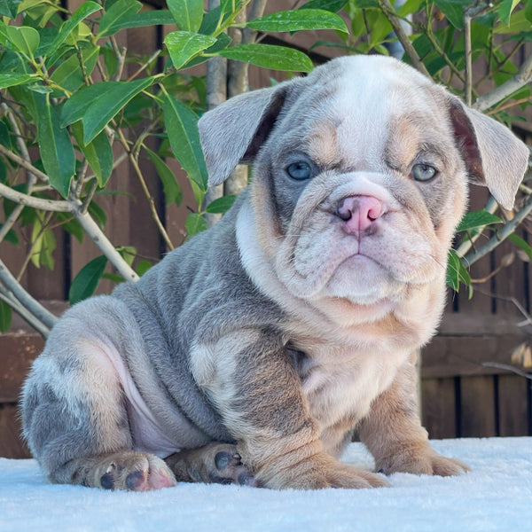 NALA - $3,300