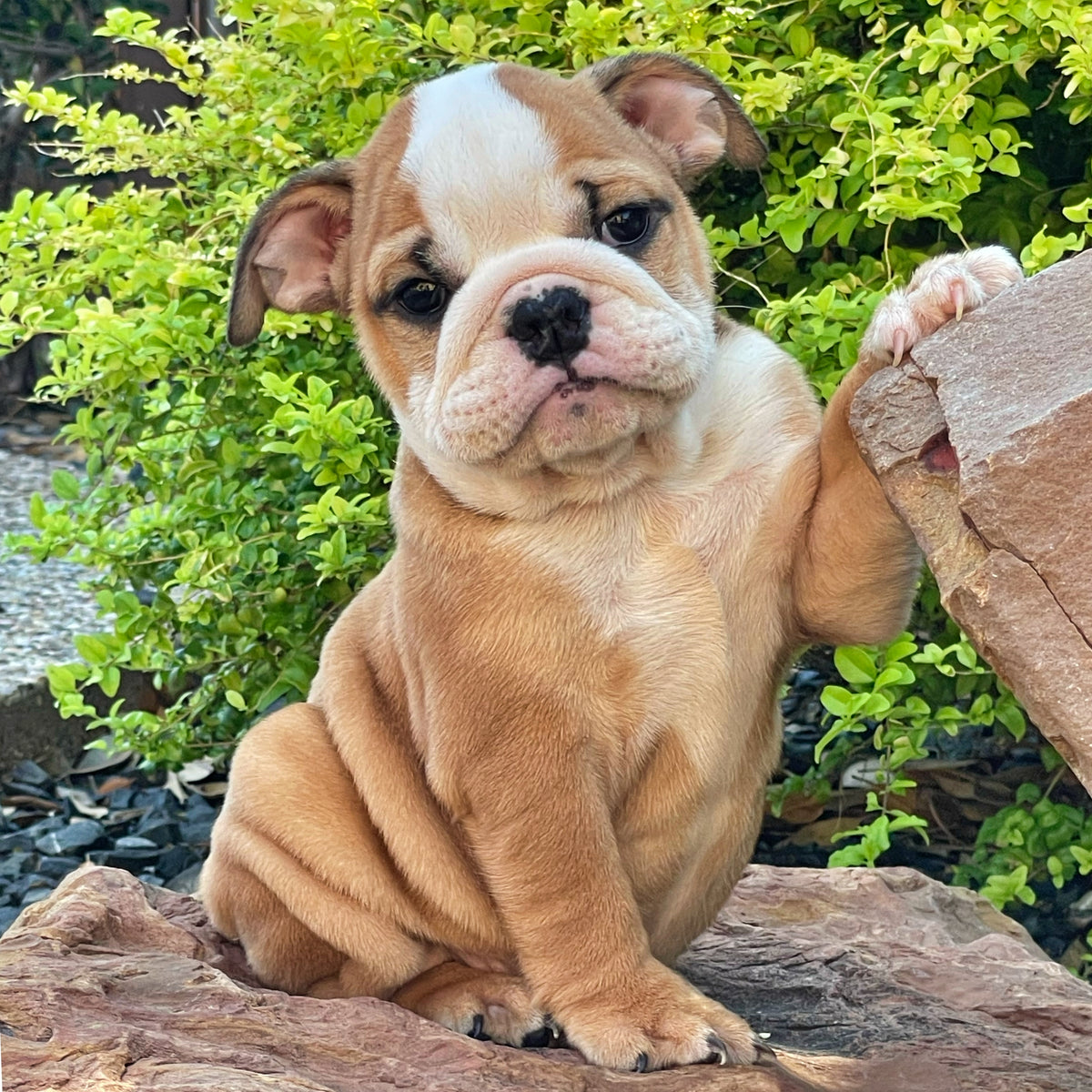 BELLA - $2800
