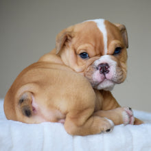 JUNO $3,200