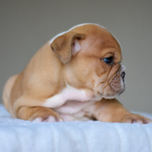 JUNO $3,200