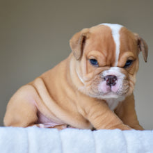 JUNO $3,200