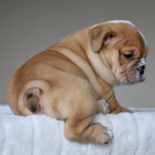 JUNO $3,200
