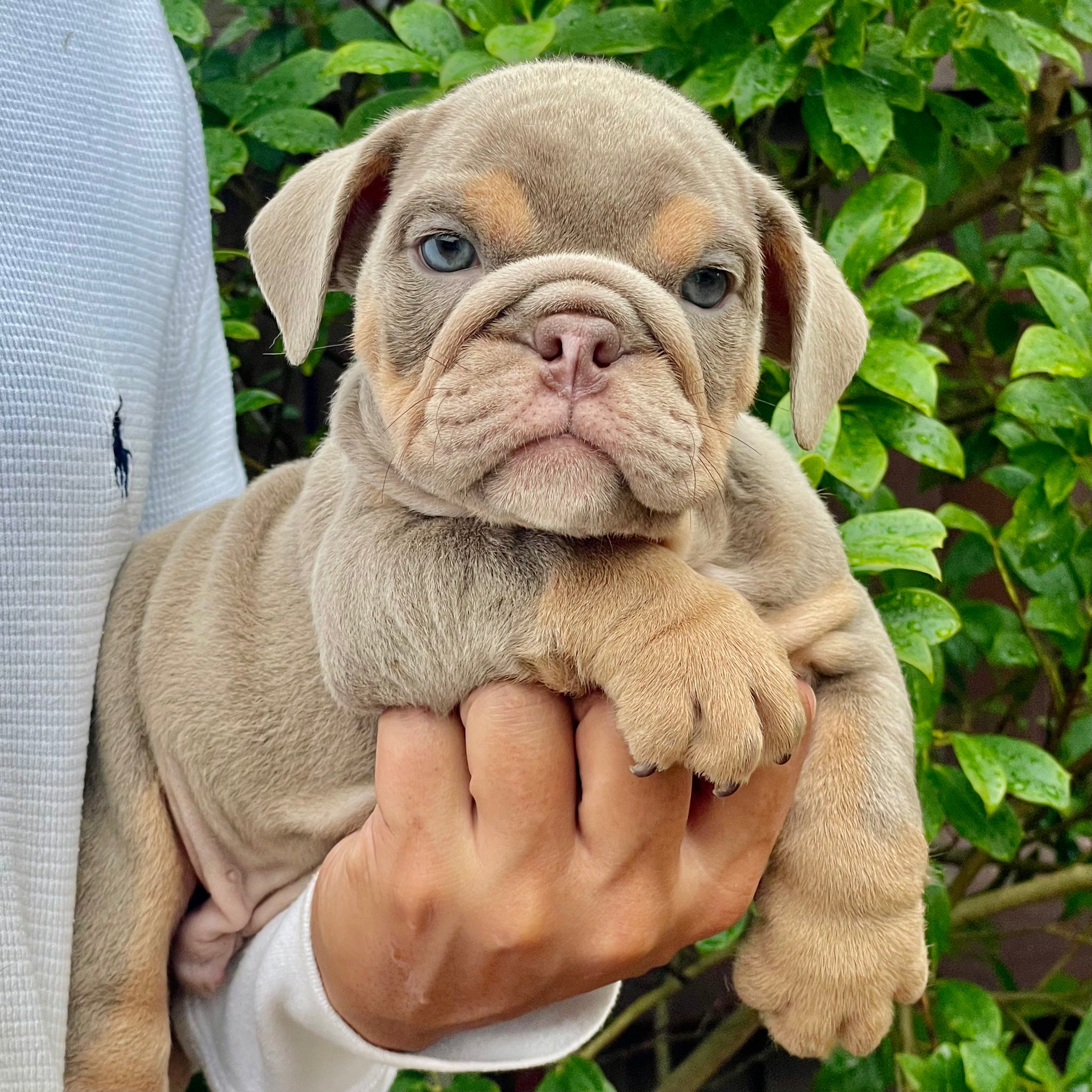 ENZO - $3,300