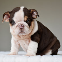 KISESS - $3,200