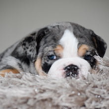 LOLA - $3,500