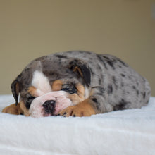 LOLA - $3,500