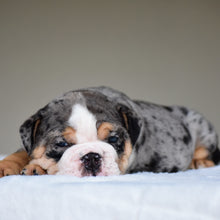 LOLA - $3,500