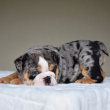 LOLA - $3,500