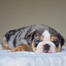 LOLA - $3,500