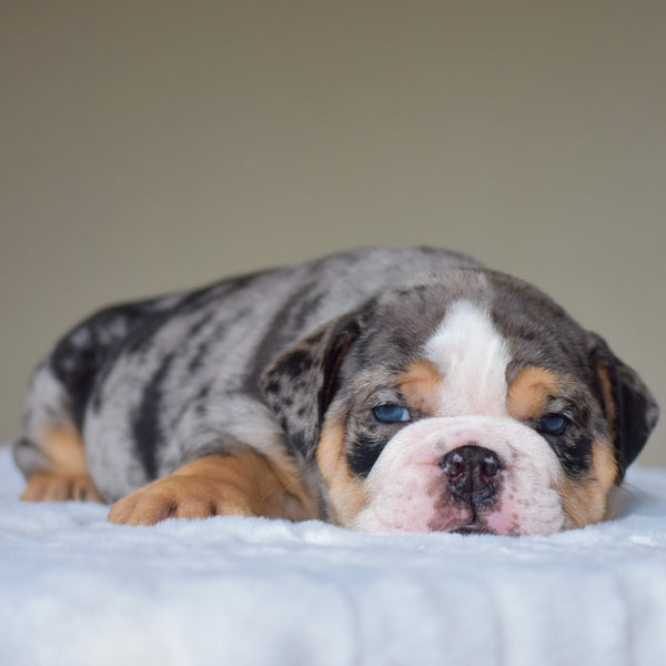 LOLA - $3,500