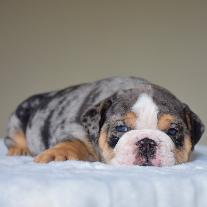 LOLA - $3,500
