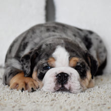 LOLA - $3,500
