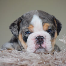 LOLA - $3,500