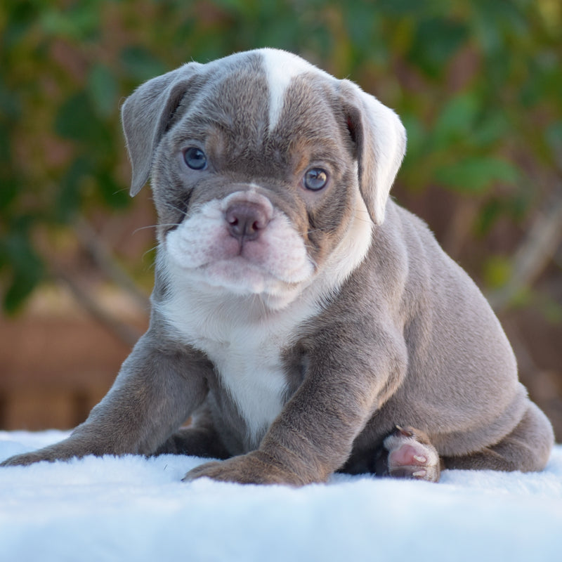 Lila – Female English Bulldog puppy | WB English Bulldogs