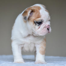 MILA $3,000