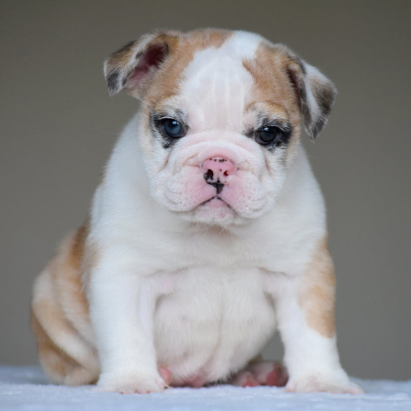 MILA $3,000