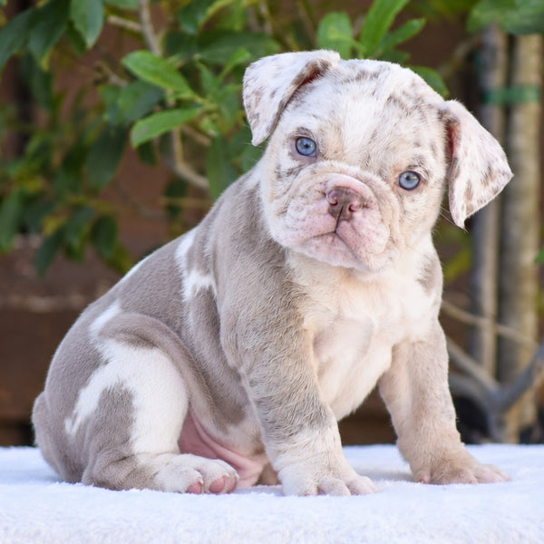 MOCHA - $3200