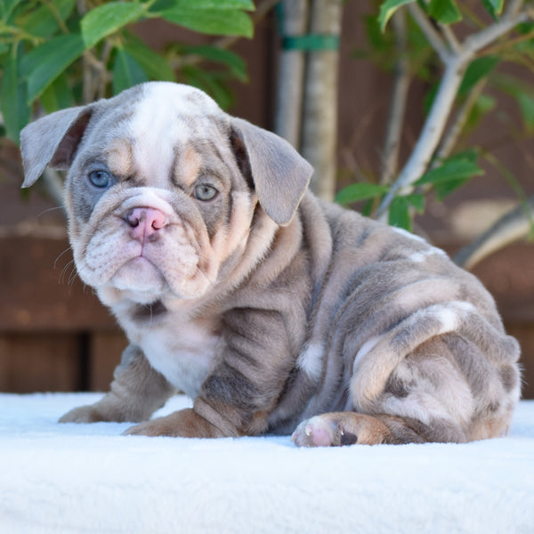 NALA - $3,300