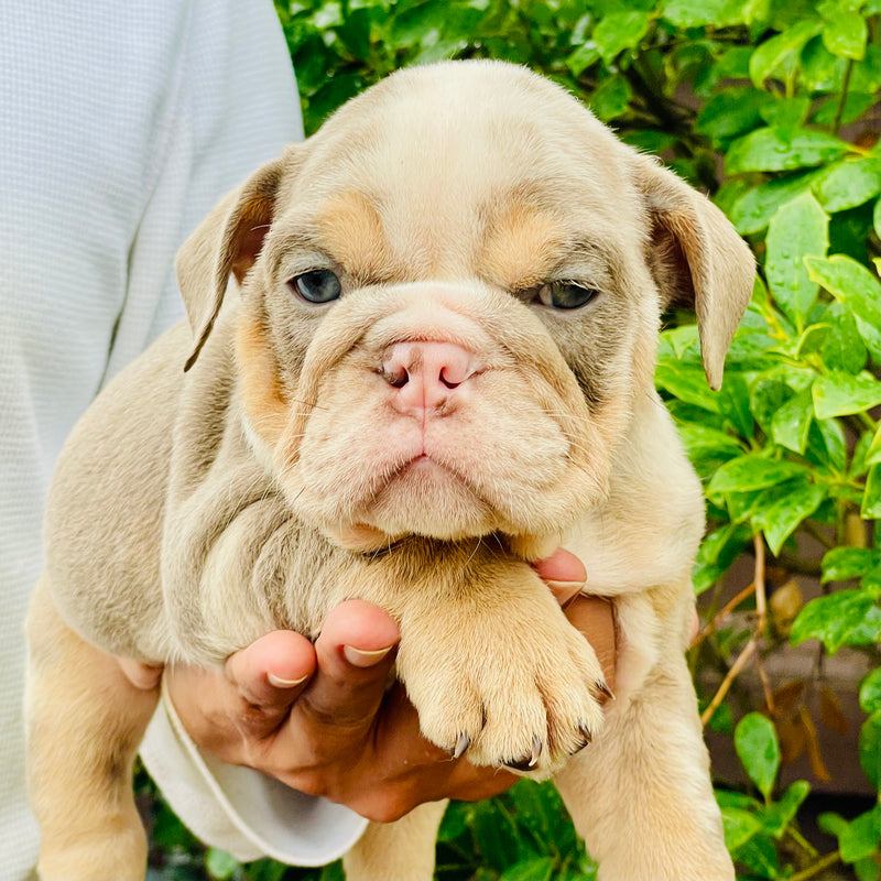 NALA - $3,300