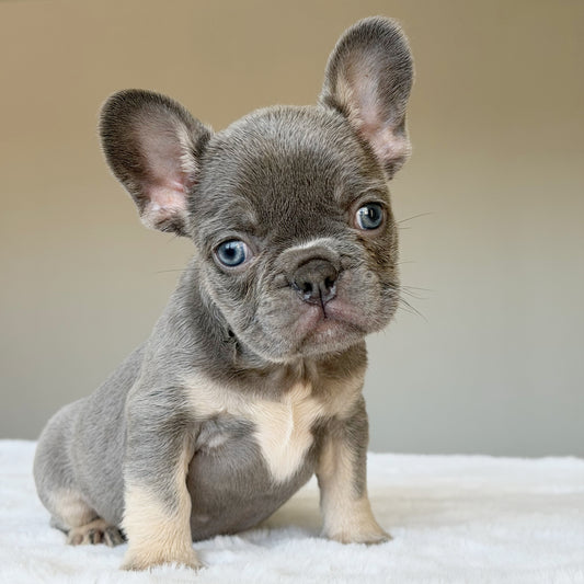 OLLIE  (BOY ) French Bulldog