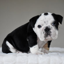 OREO - $3,000