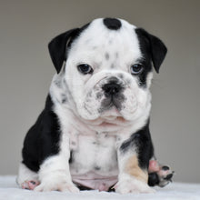 OREO - $3,000