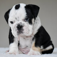 OREO - $3,000