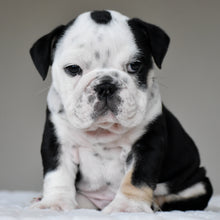 OREO - $3,000