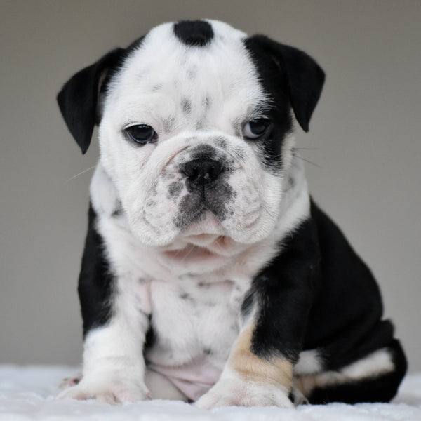 OREO - $3,000