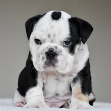 OREO - $3,000