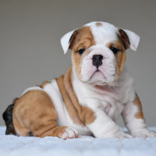 OLIVER - $3,200