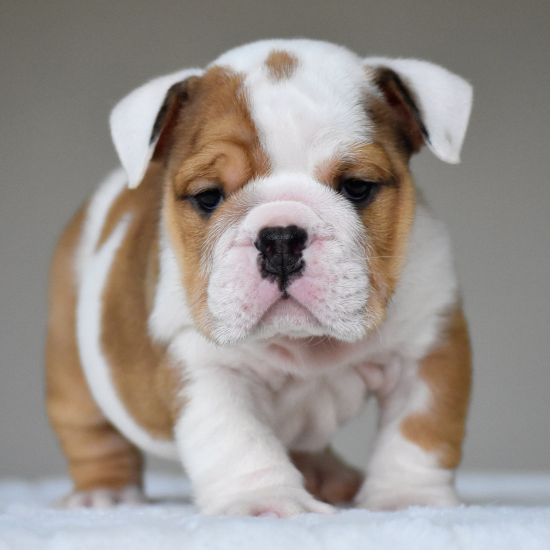 OLIVER - $3,200