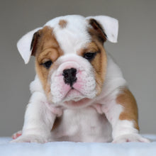OLIVER - $3,200