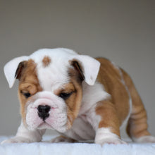 OLIVER - $3,200
