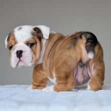 OLIVER - $3,200