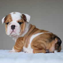 OLIVER - $3,200