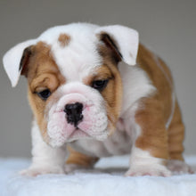 OLIVER - $3,200