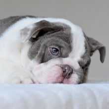ONYX - $3,500